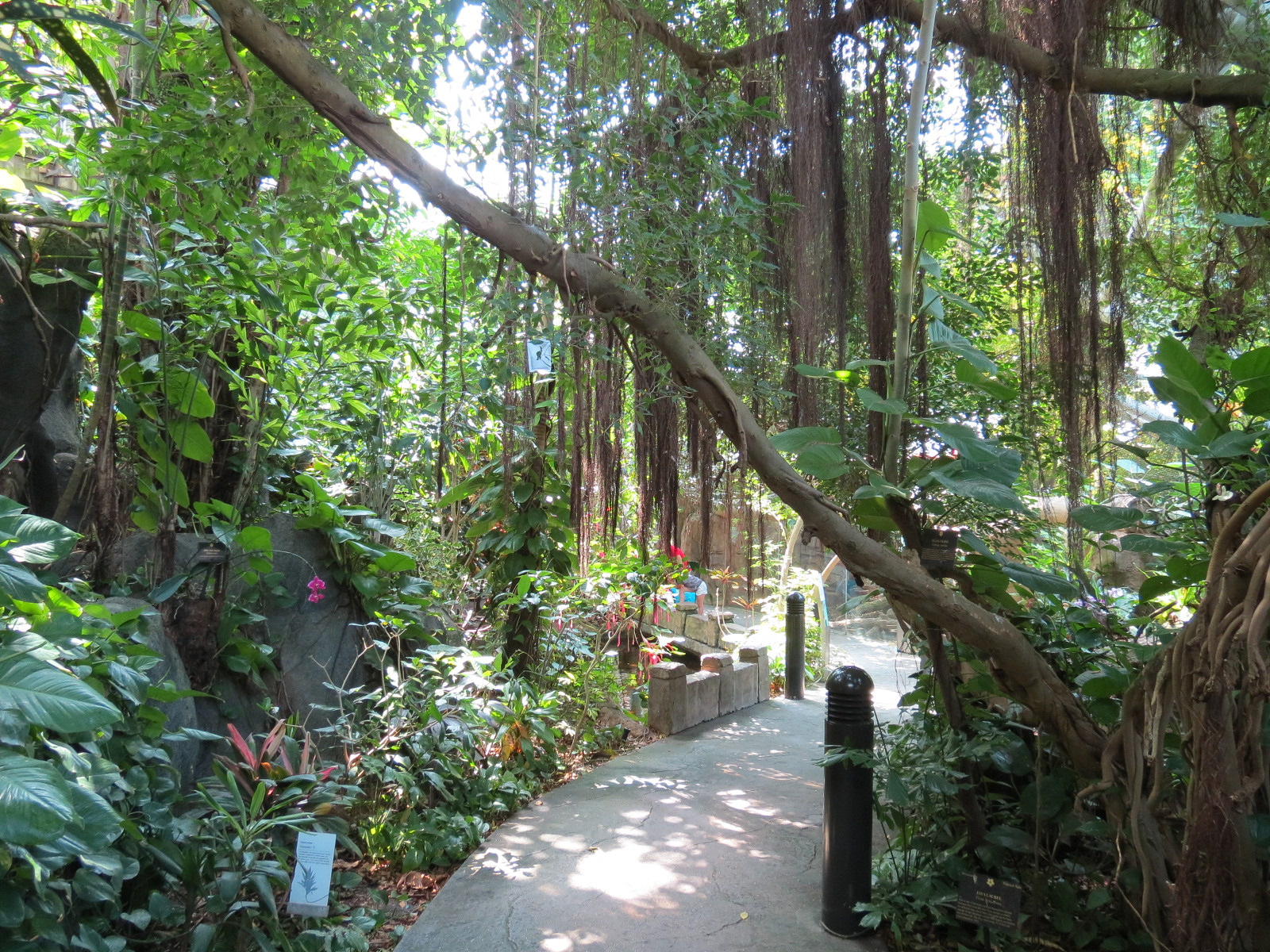 Rainforest - Trail