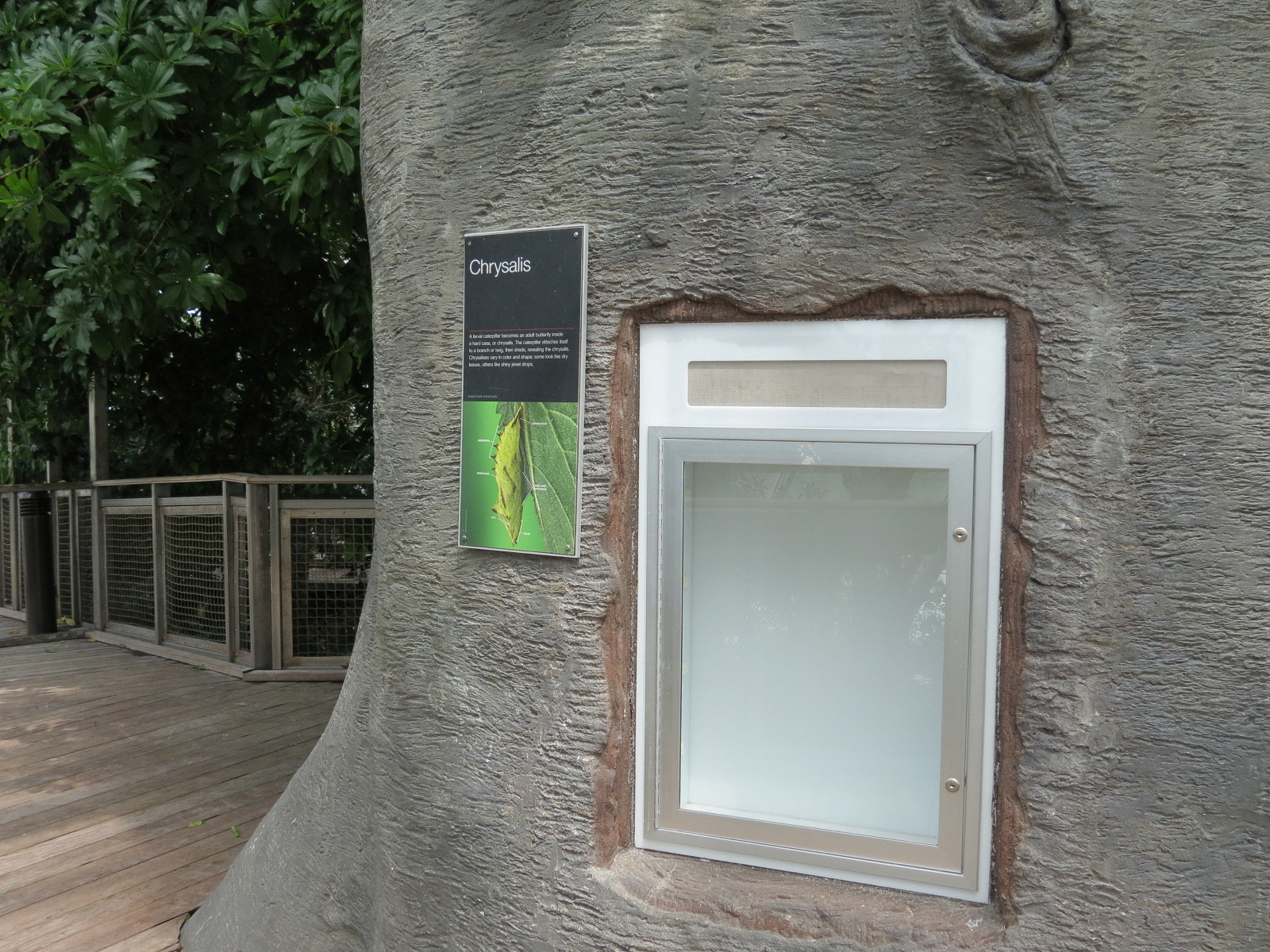 Rainforest - Tree Top Trail - Butterfly Chrysalis Exhibit (Empty)