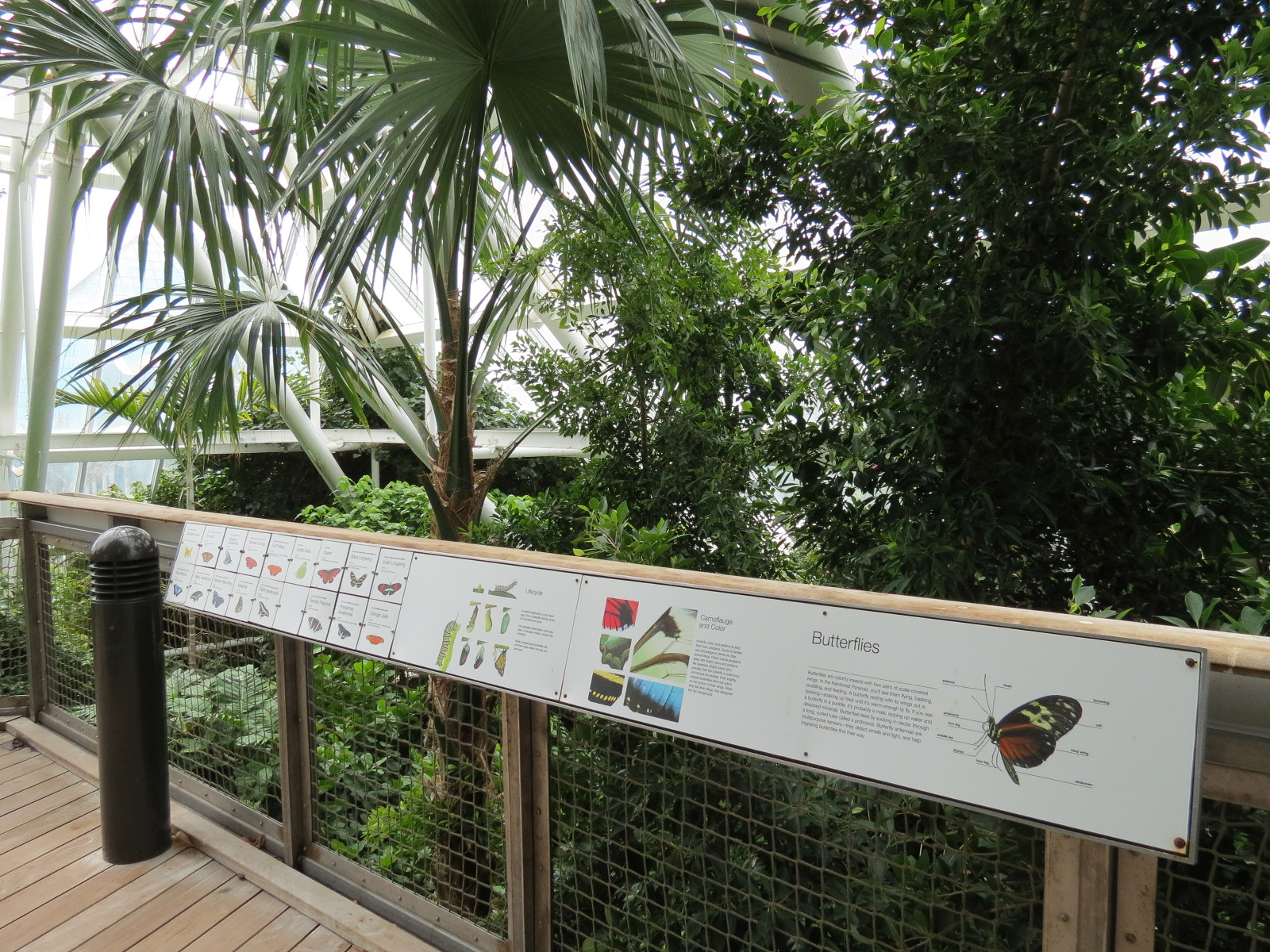 Rainforest - Tree Top Trail - Butterfly Species Signs (None On Display At Time Of Visit)