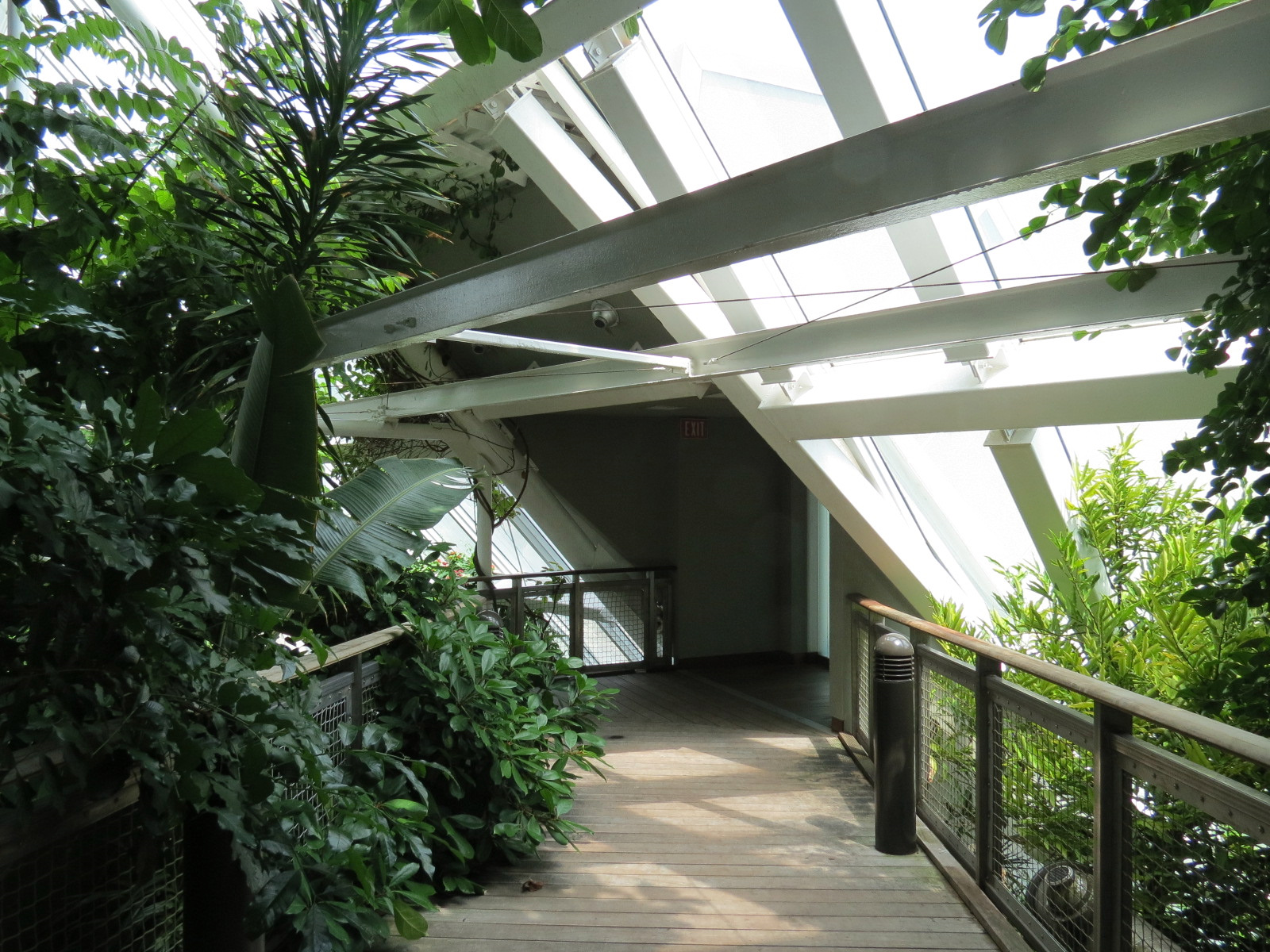 Rainforest - Tree Top Trail
