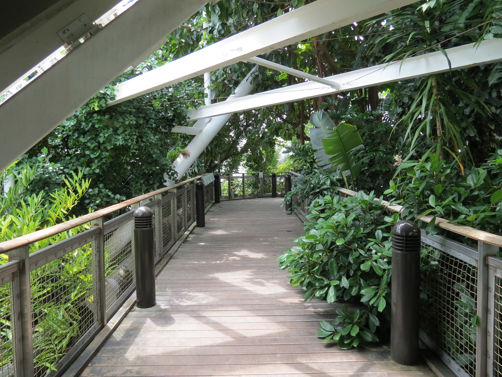 Rainforest - Tree Top Trail