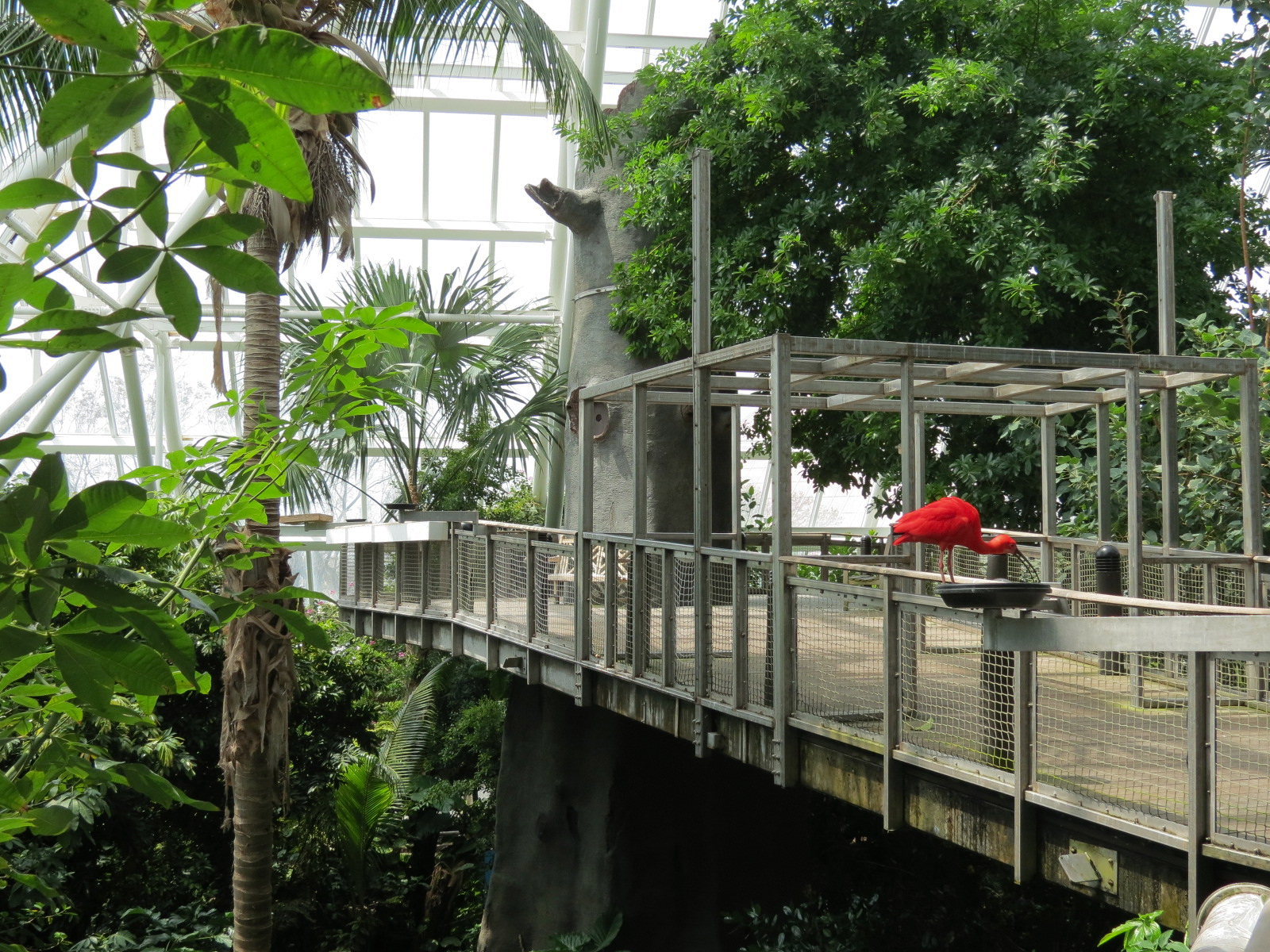 Rainforest - Tree Top Trail