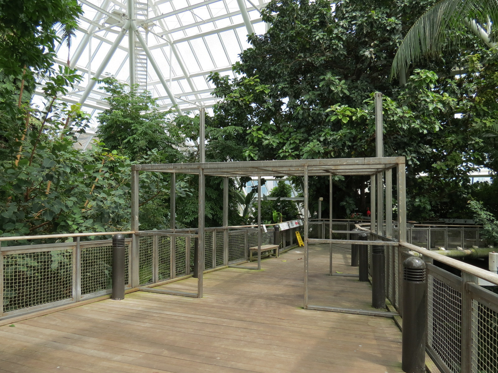 Rainforest - Tree Top Trail
