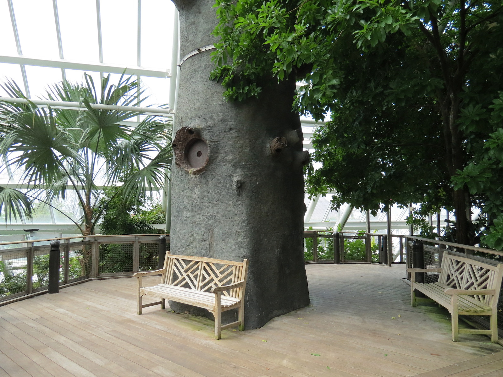 Rainforest - Tree Top Trail