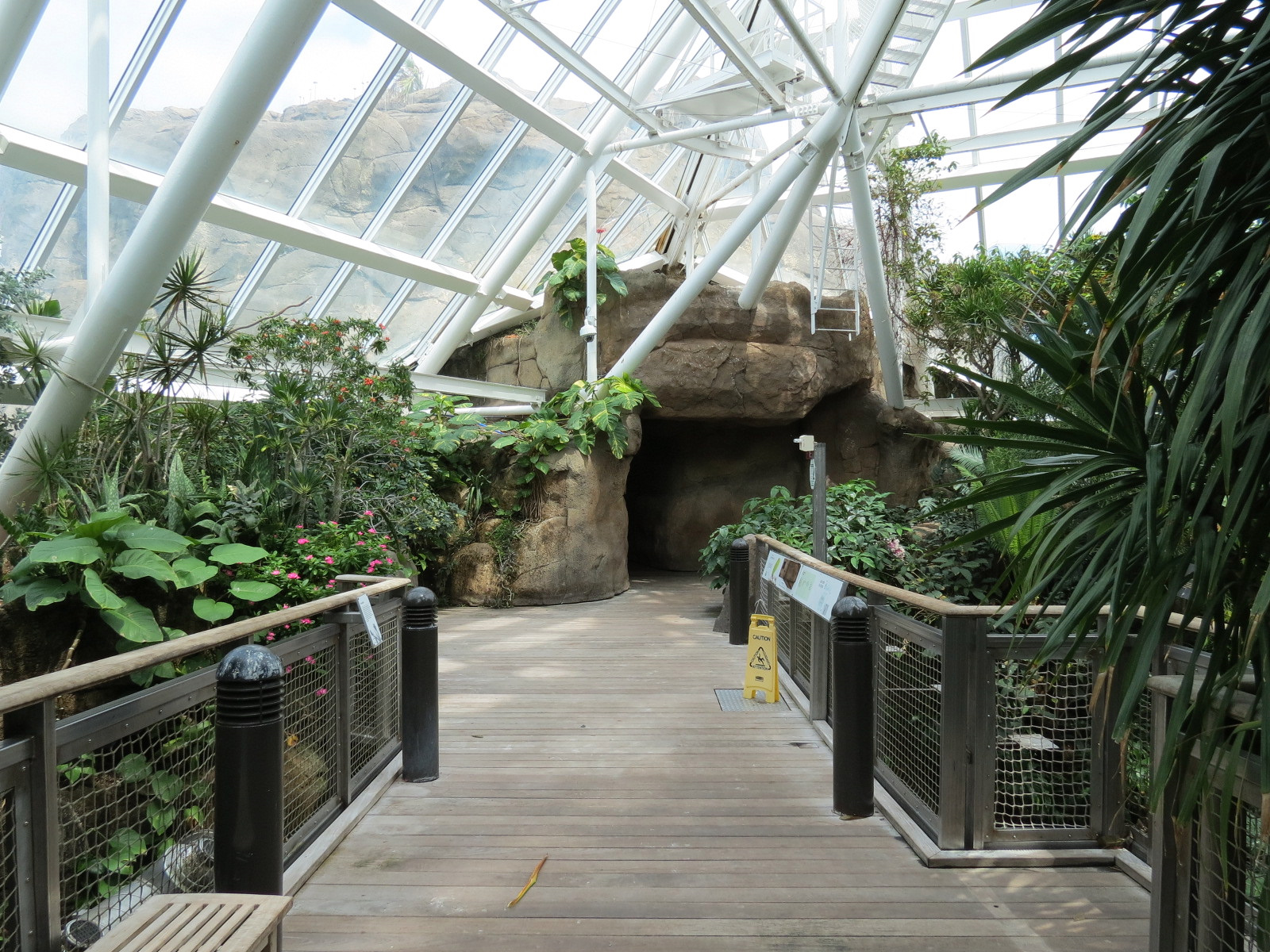 Rainforest - Tree Top Trail
