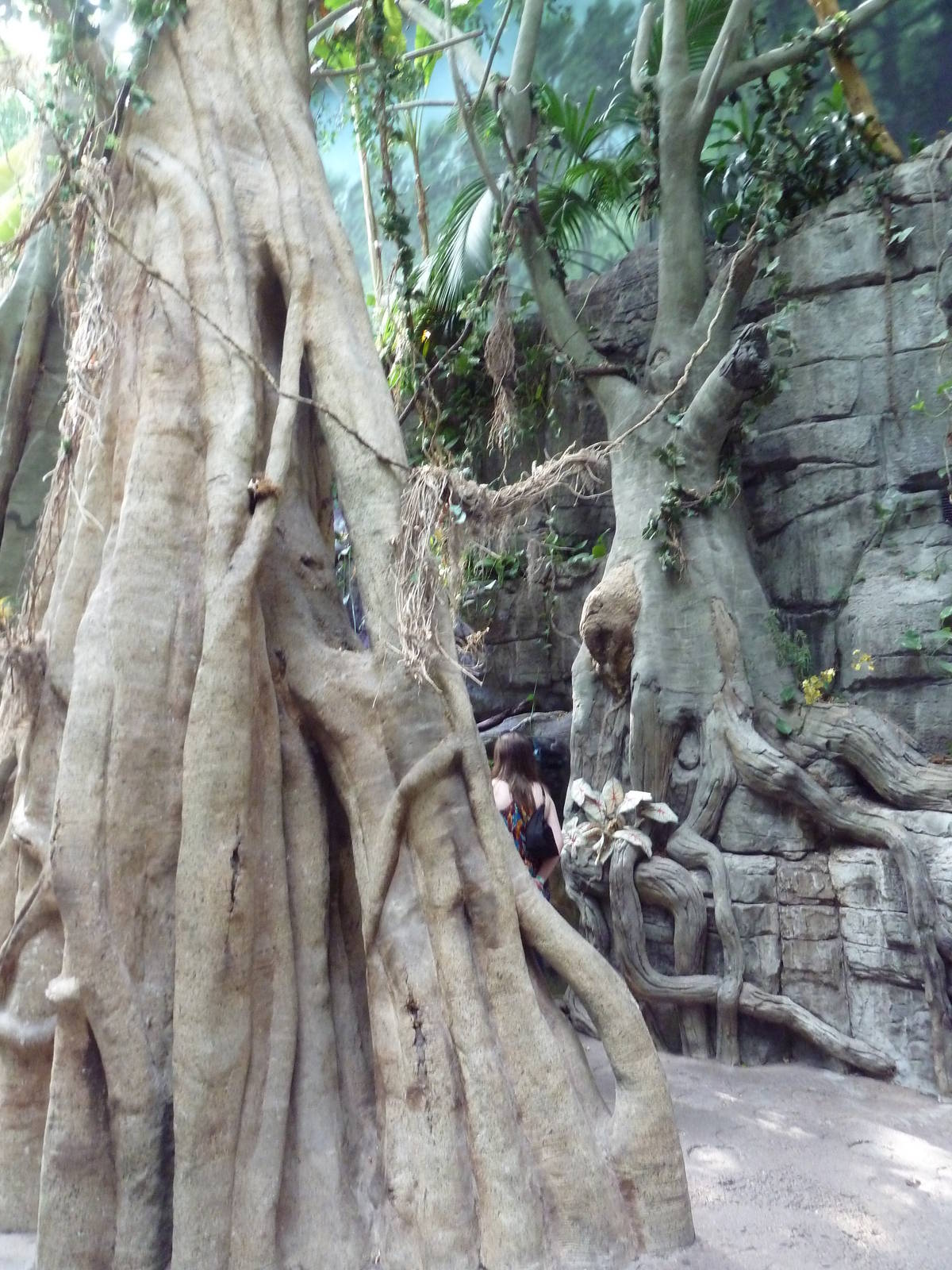 Rainforest Tree Trunks