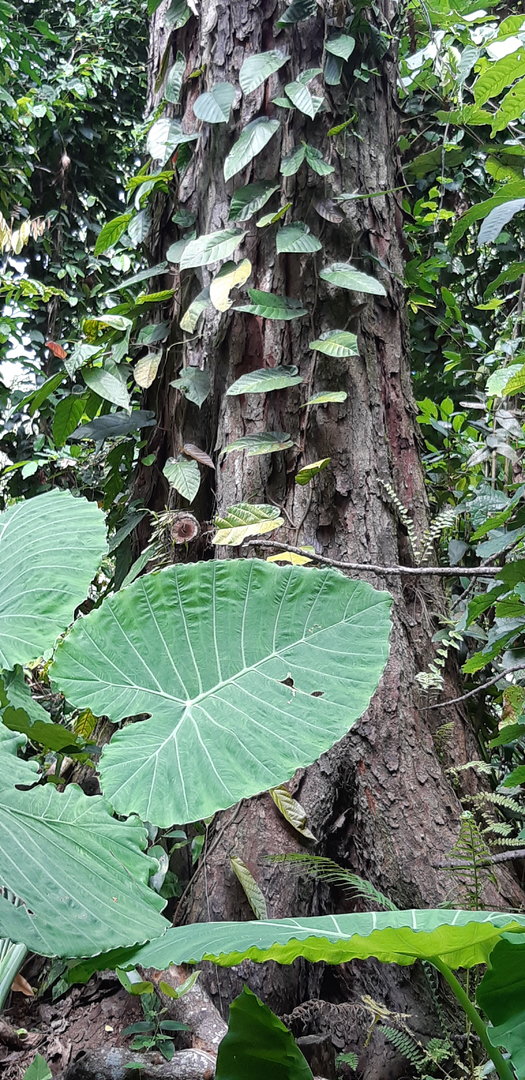 Rainforest tree