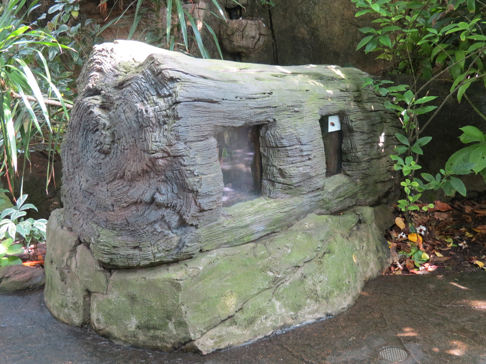 Rainforest - Two Terrarium Exhibits in Simulated Deadfall