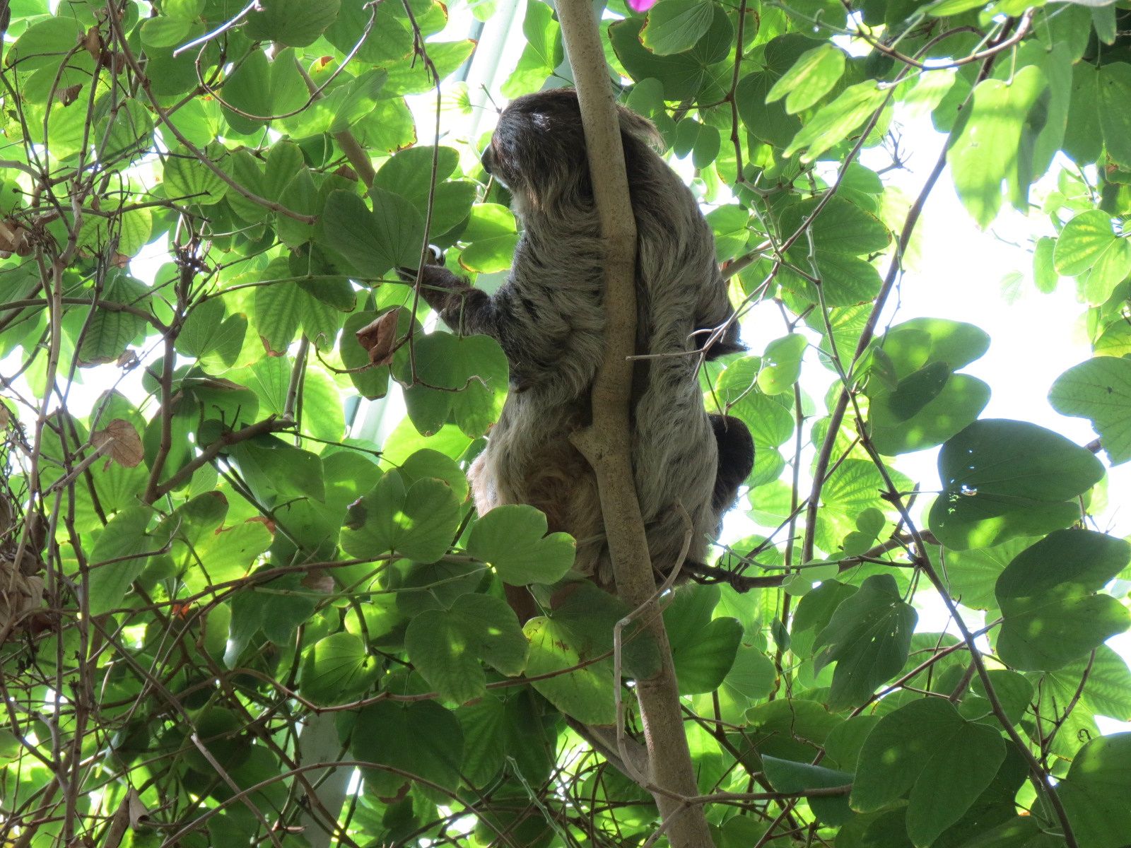 Rainforest - Two-toed Sloth (Free Roaming)