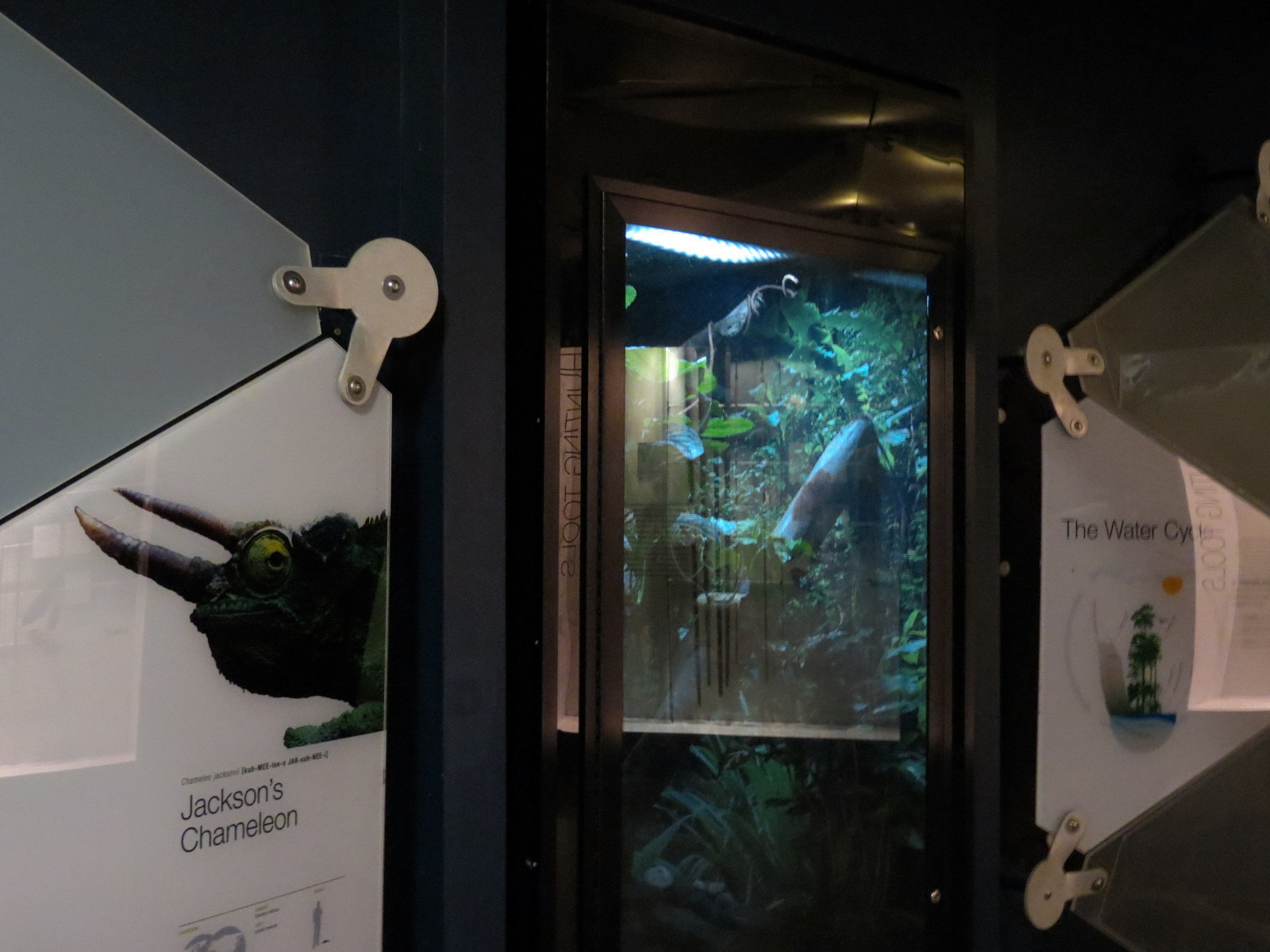 Rainforest - Veiled Chameleon Exhibit (Signed as Jackson's Chameleon)