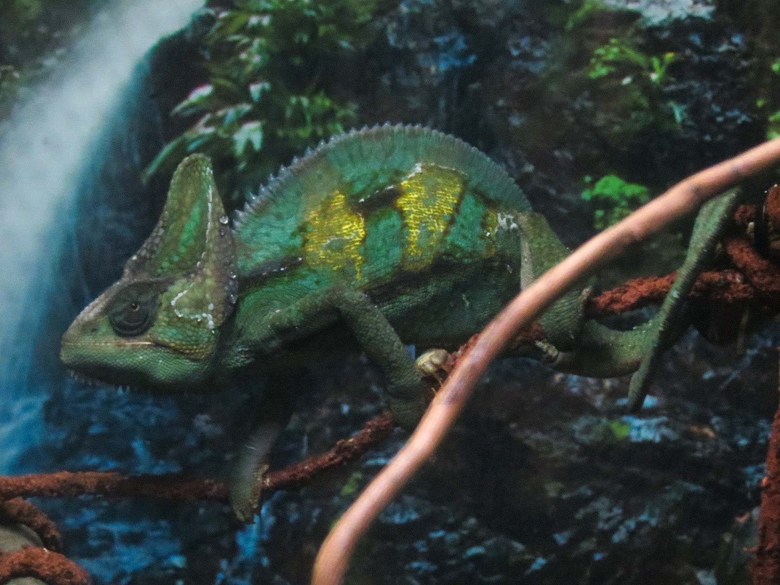 Rainforest - Veiled Chameleon Exhibit