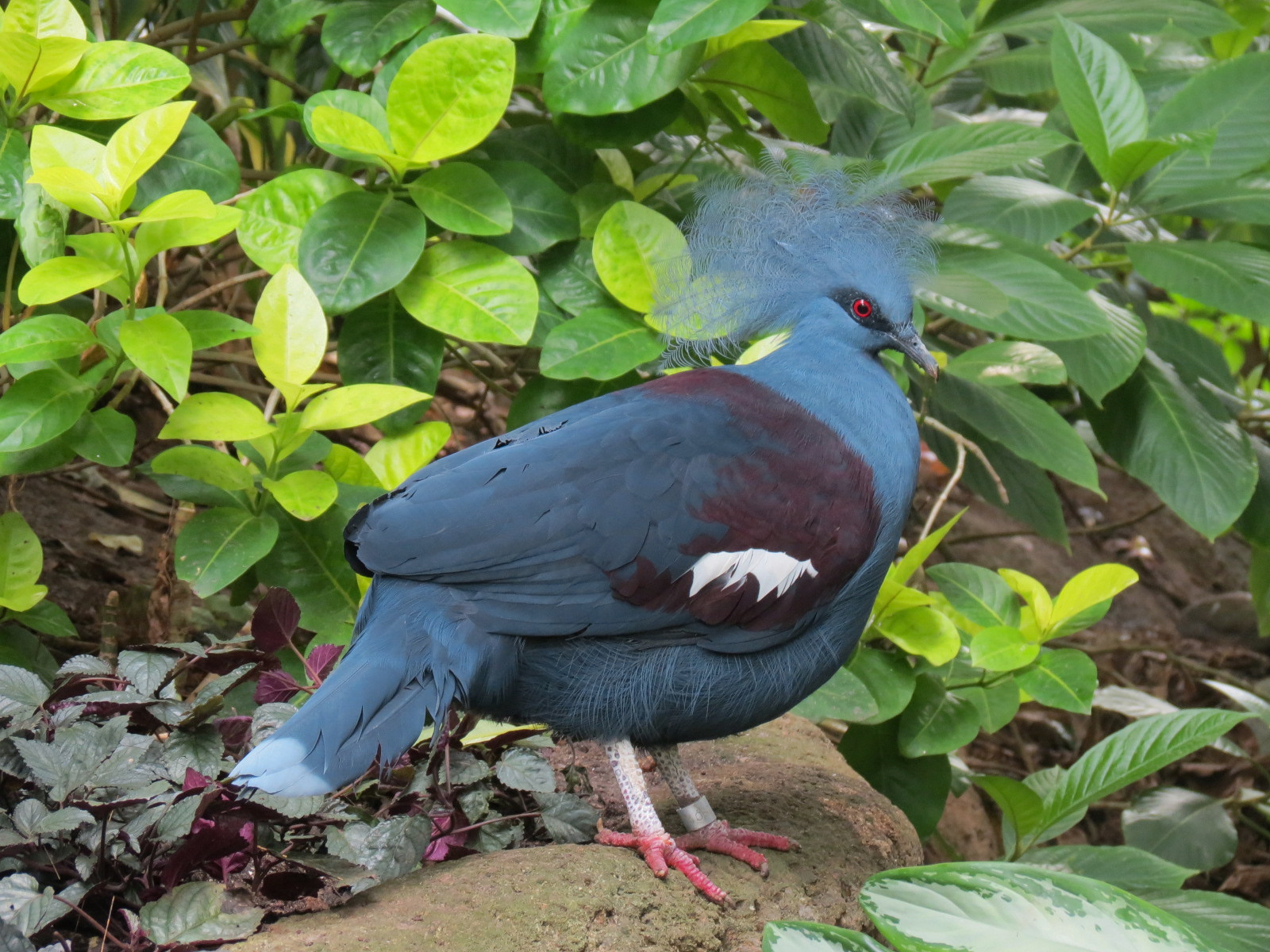 Rainforest - Victoria Crowned Pigeon (Free Roaming)
