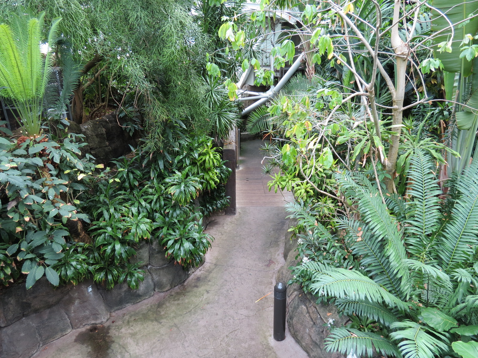 Rainforest - View From Tree Top Trail Down To Trail