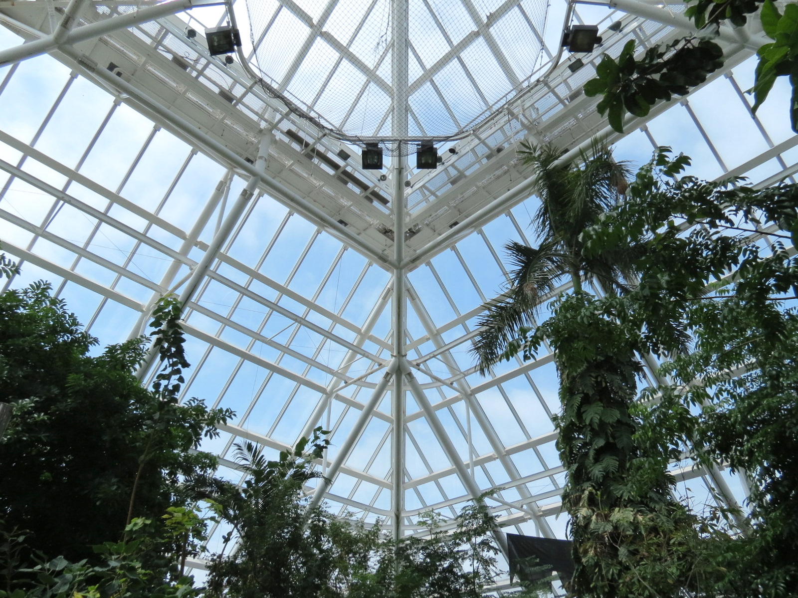 Rainforest - View From Tree Top Trail