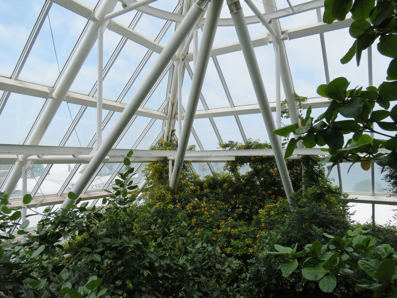 Rainforest - View From Tree Top Trail