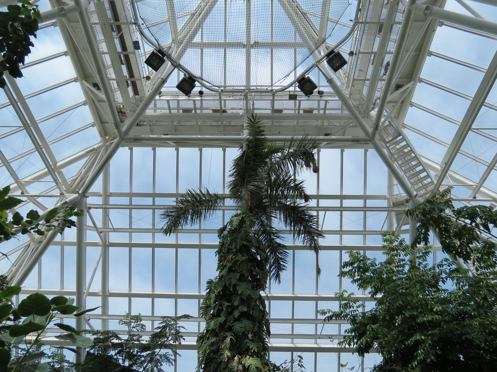 Rainforest - View From Tree Top Trail