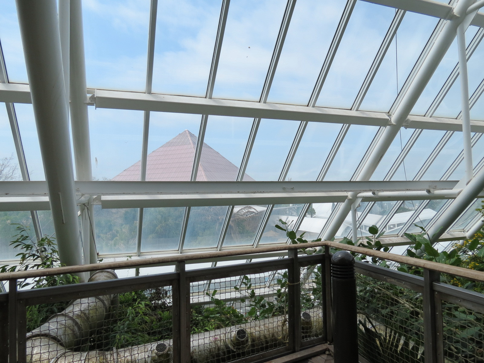 Rainforest - View From Tree Top Trail