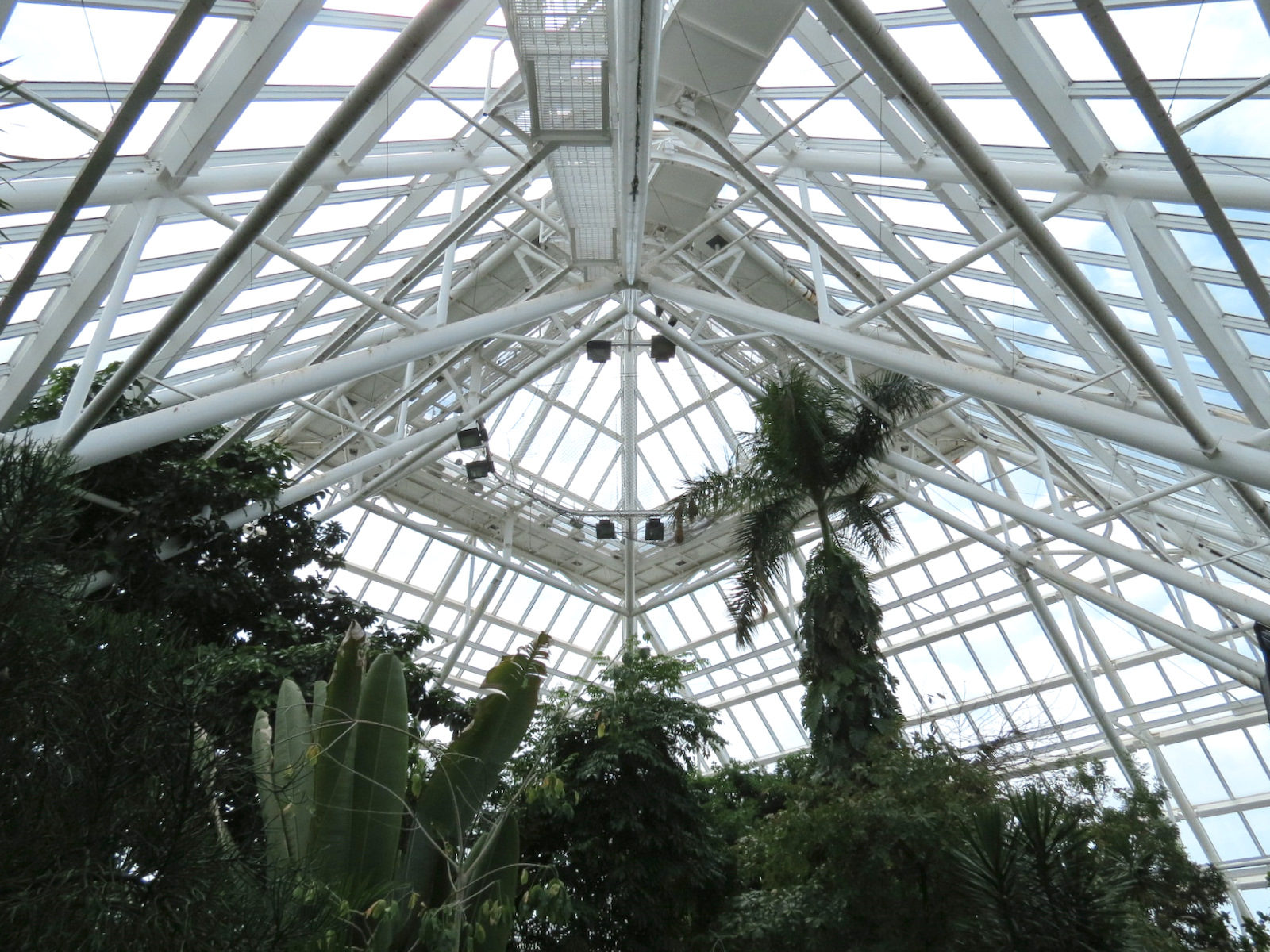 Rainforest - View From Tree Top Trail