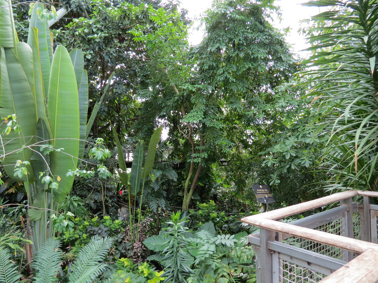 Rainforest - View From Tree Top Trail