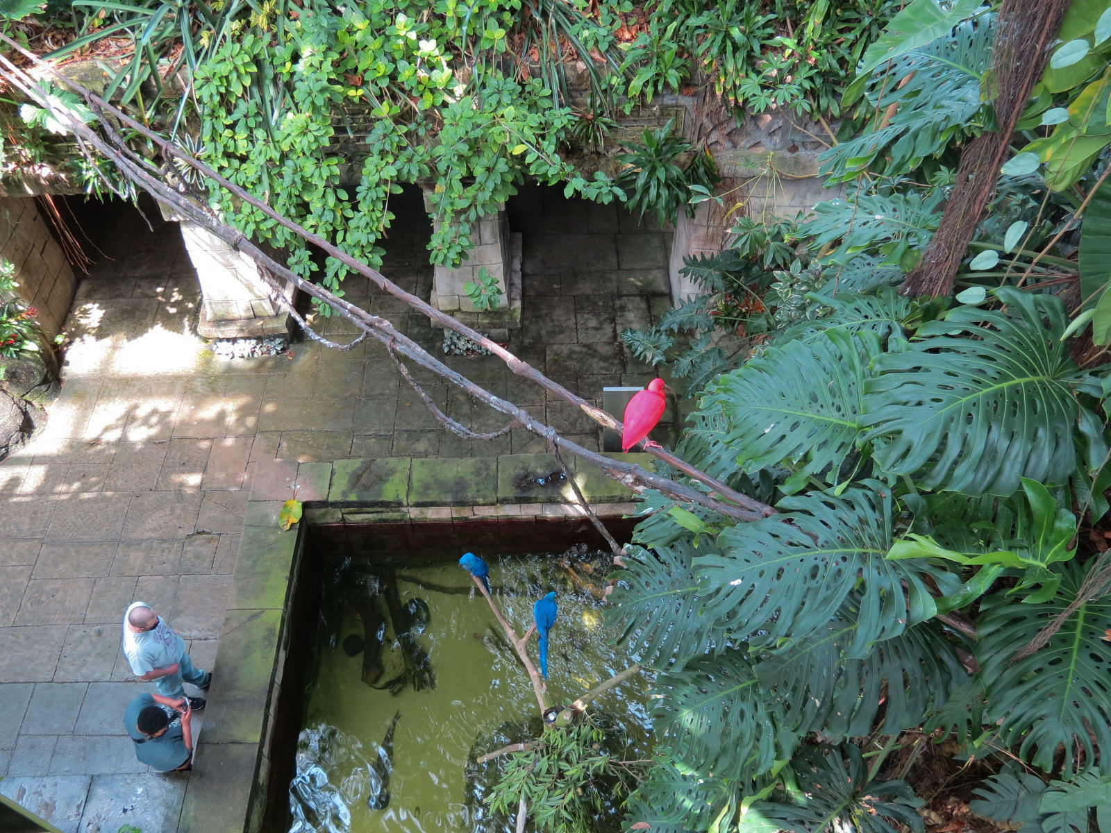 Rainforest - View of South American Pond From Tree Top Trail