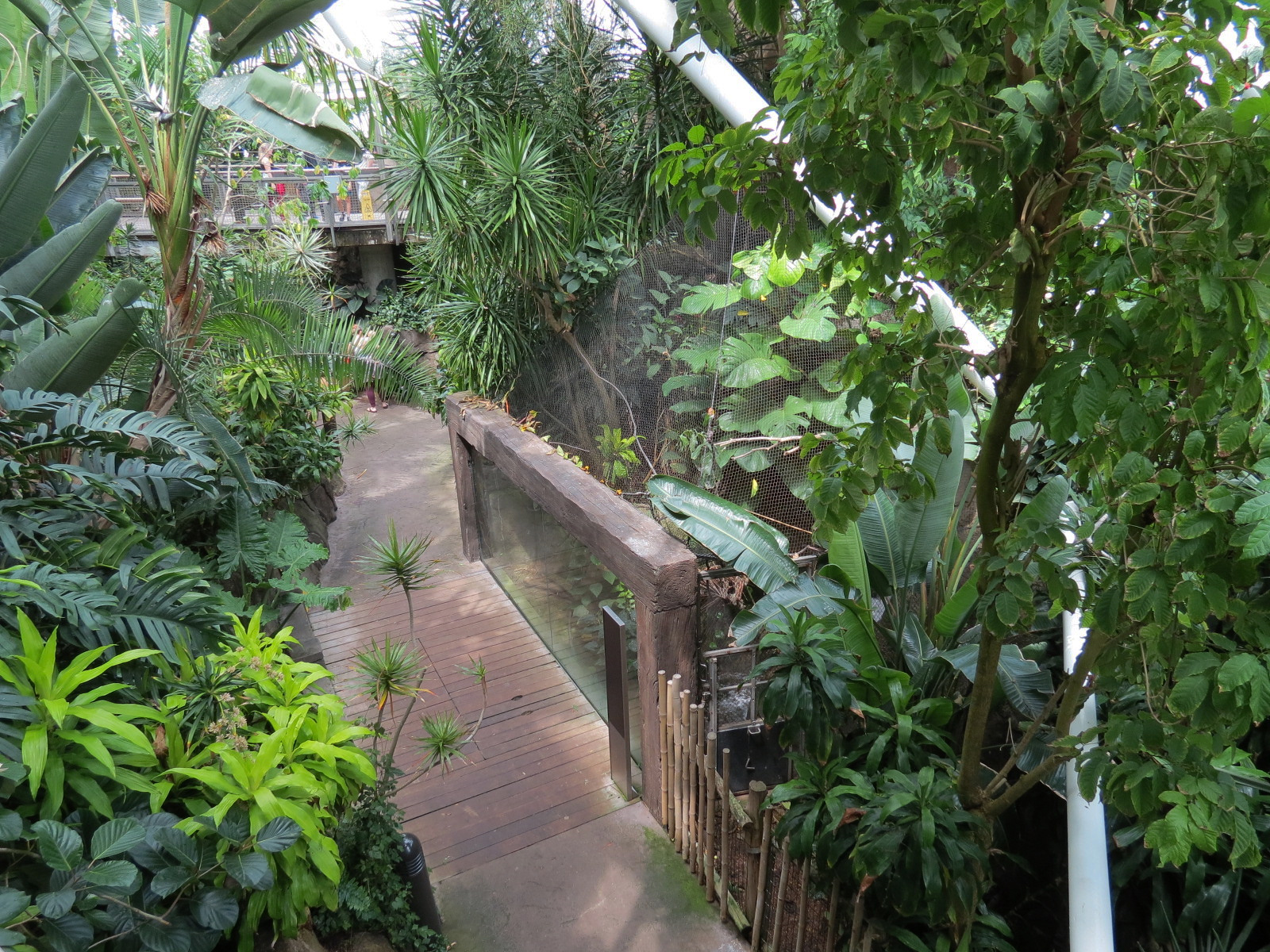 Rainforest - View of Trail From Tree Top Trail