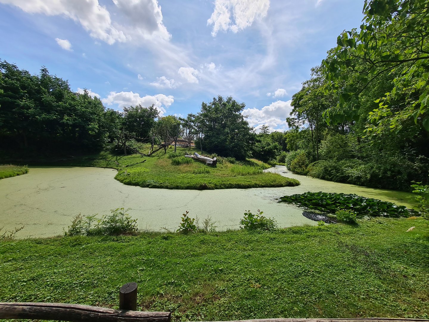 Rainforest - View to Gorilla enclosure