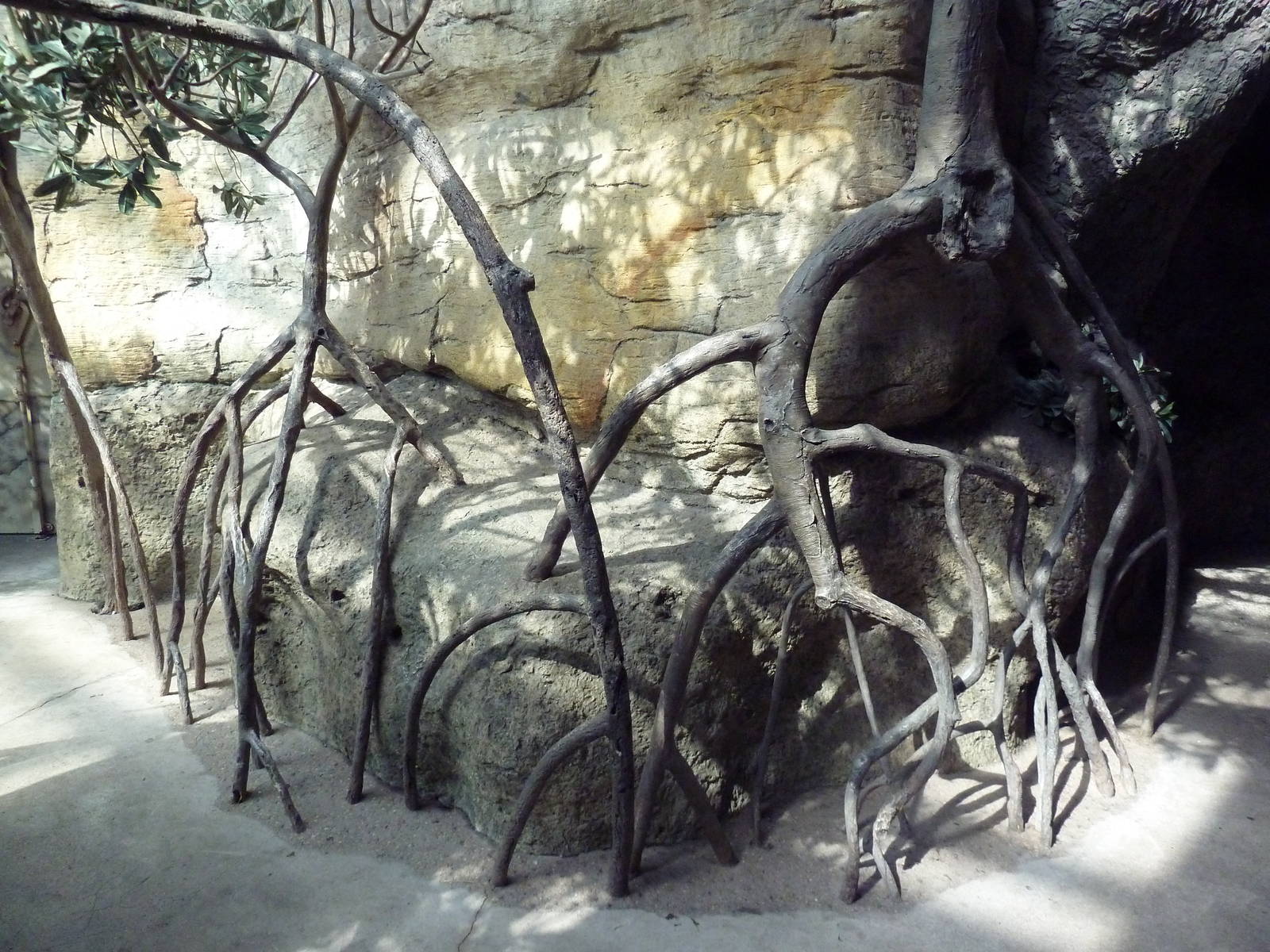 Rainforest - Visitor Pathway (Past Mangrove Roots)