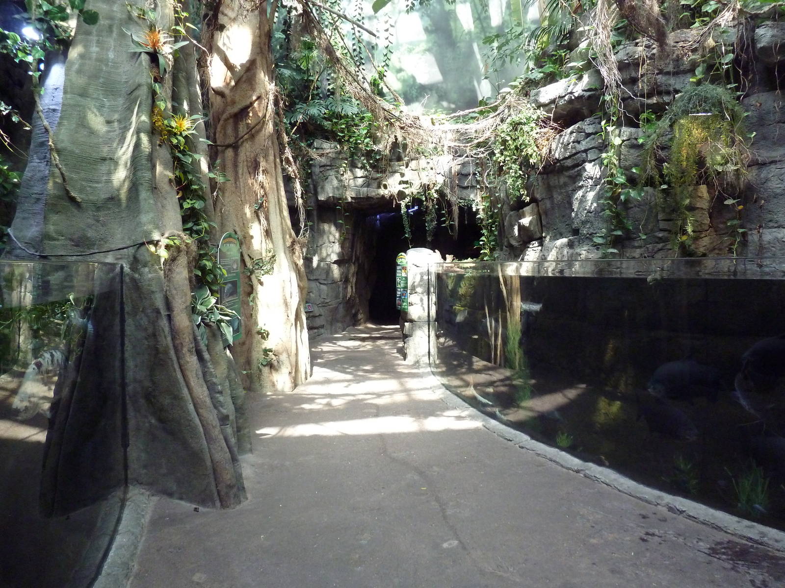 Rainforest - Visitor Pathway