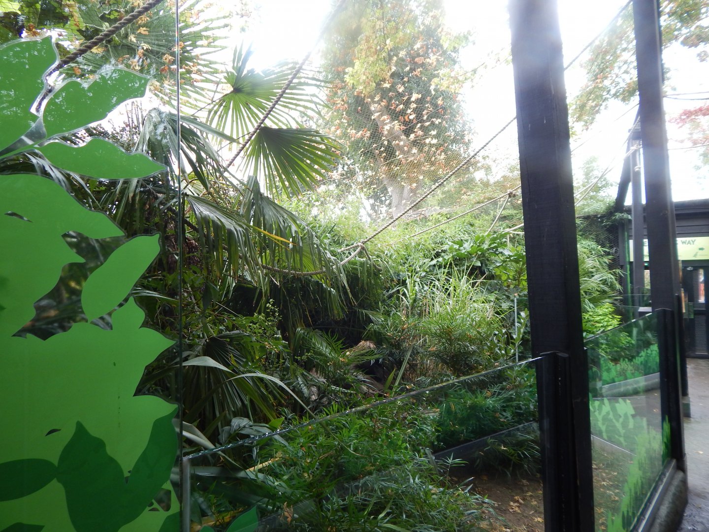 Rainforest Walkthrough 140921