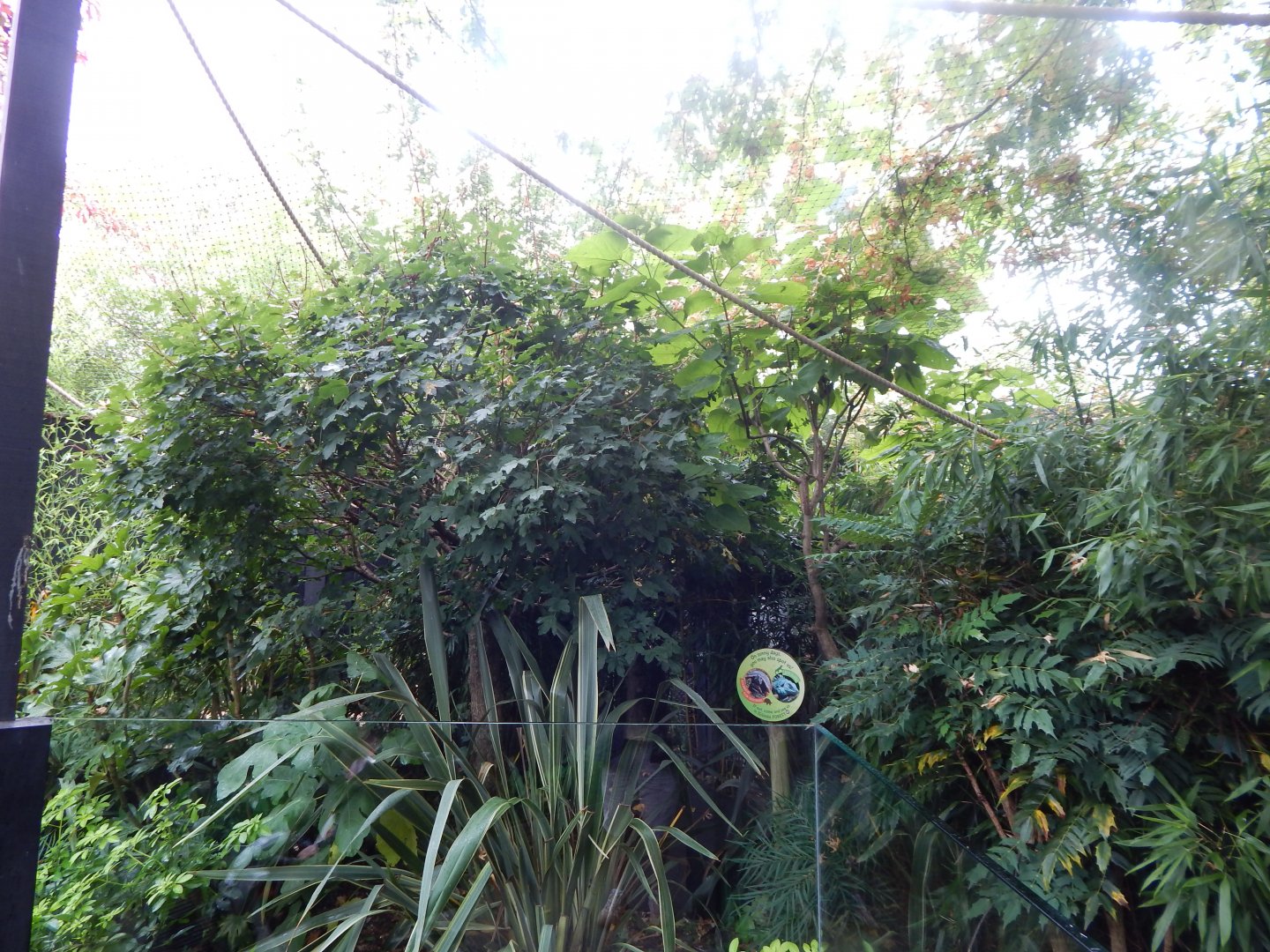 Rainforest Walkthrough 140921