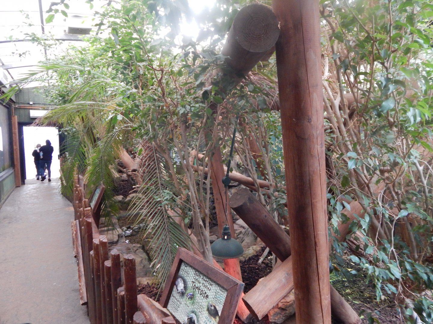 Rainforest Walkthrough - reptile area 140921