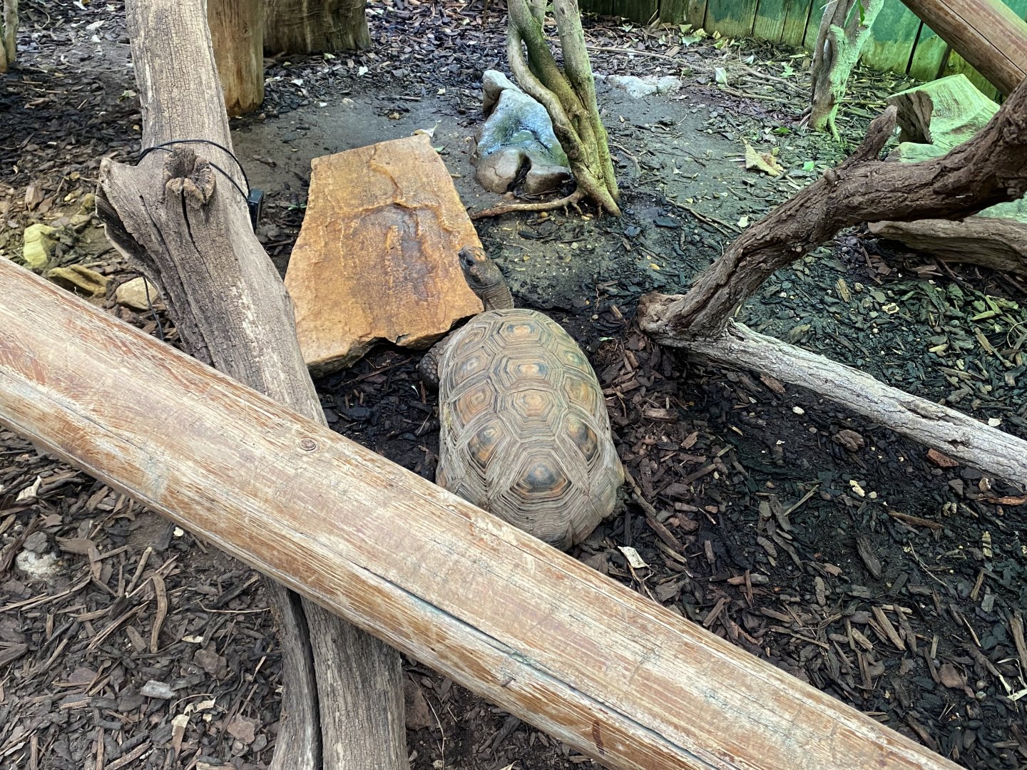 Rainforest Walkthrough - Yellow-footed tortoise 140921