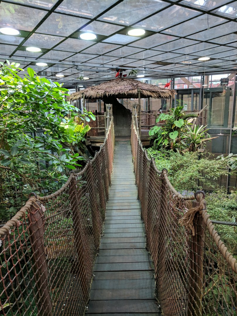 Rainforest walkway