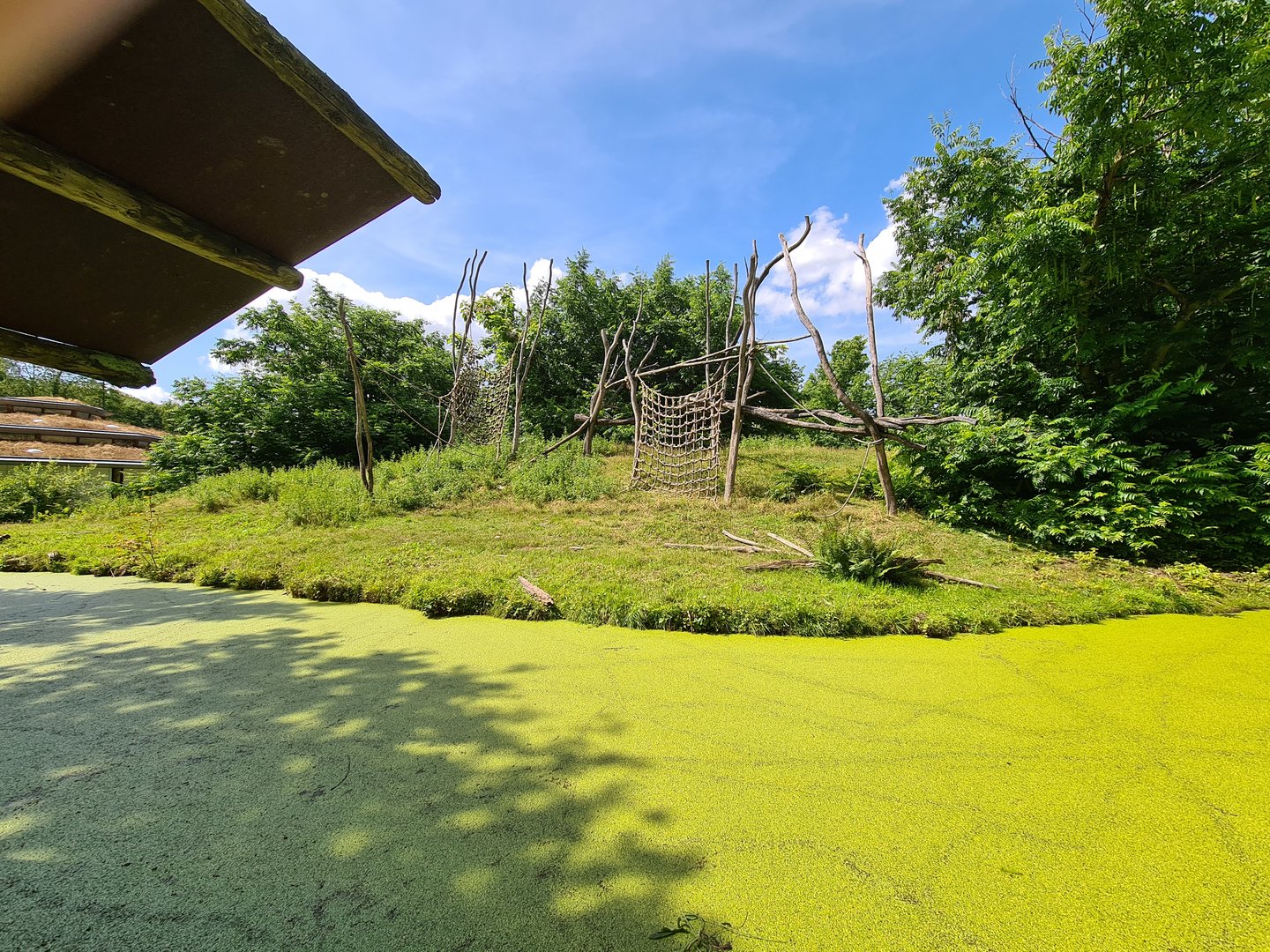Rainforest - Western lowland gorilla enclosure
