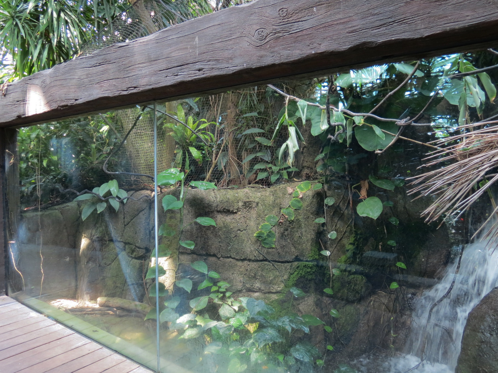 Rainforest - White-bellied Caique Exhibit
