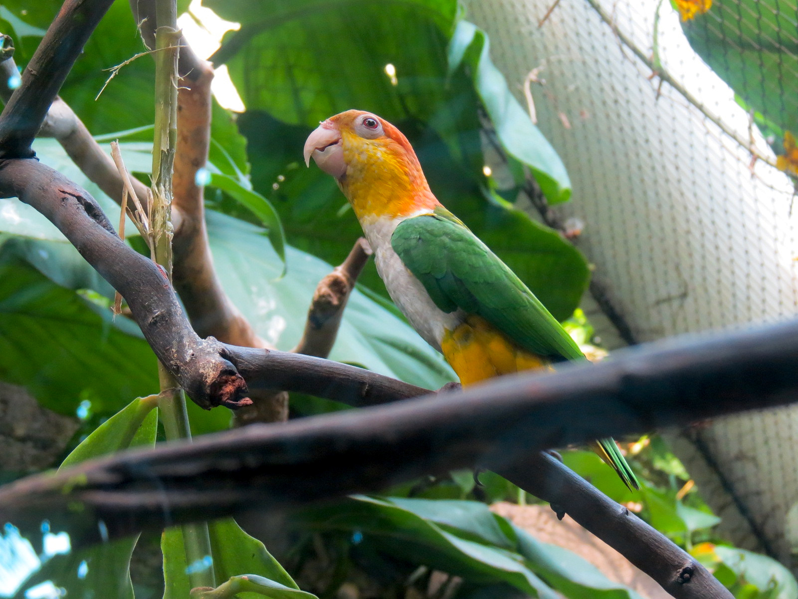 Rainforest - White-bellied Caique Exhibit