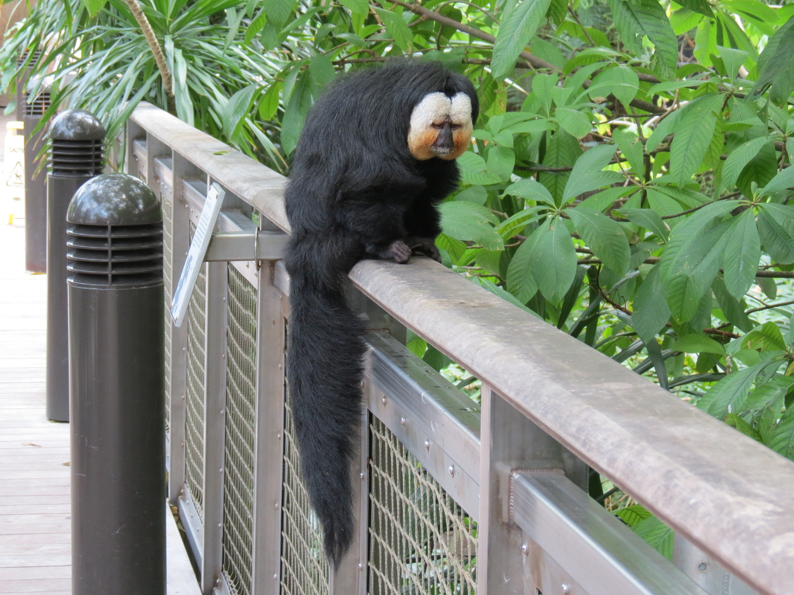Rainforest - White-faced Saki (Free Roaming)