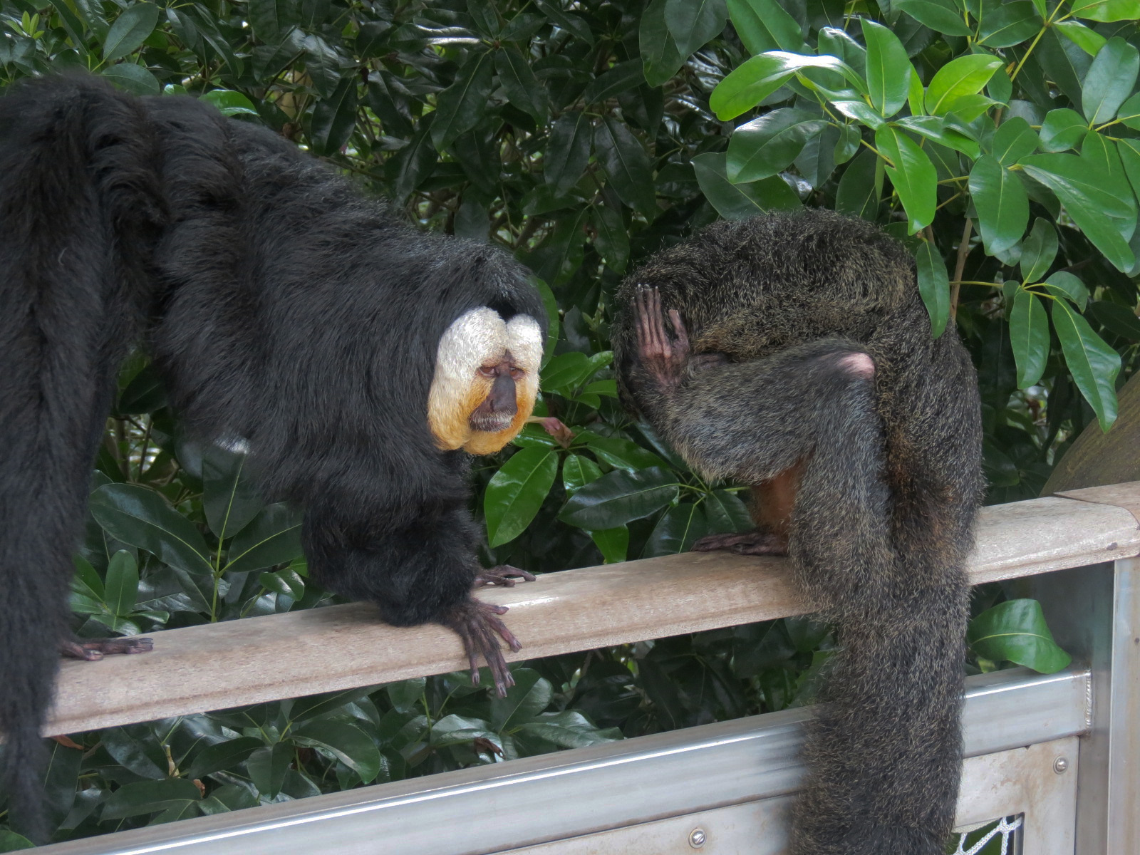 Rainforest - White-faced Saki (Free Roaming)