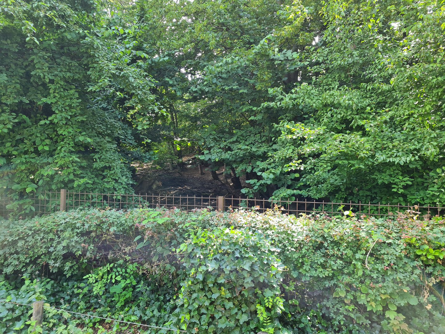 Rainforest - White-lipped peccary enclosure in Squirrel monkey forest