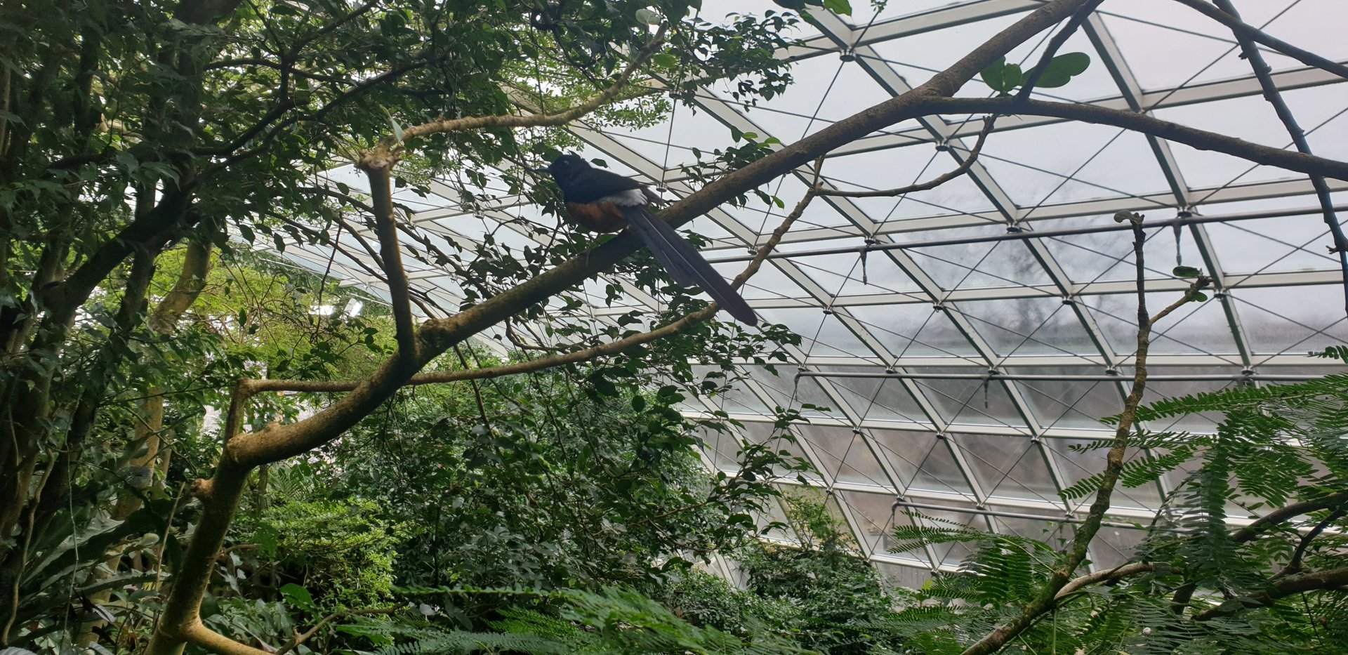 Rainforest, White-rumped shama