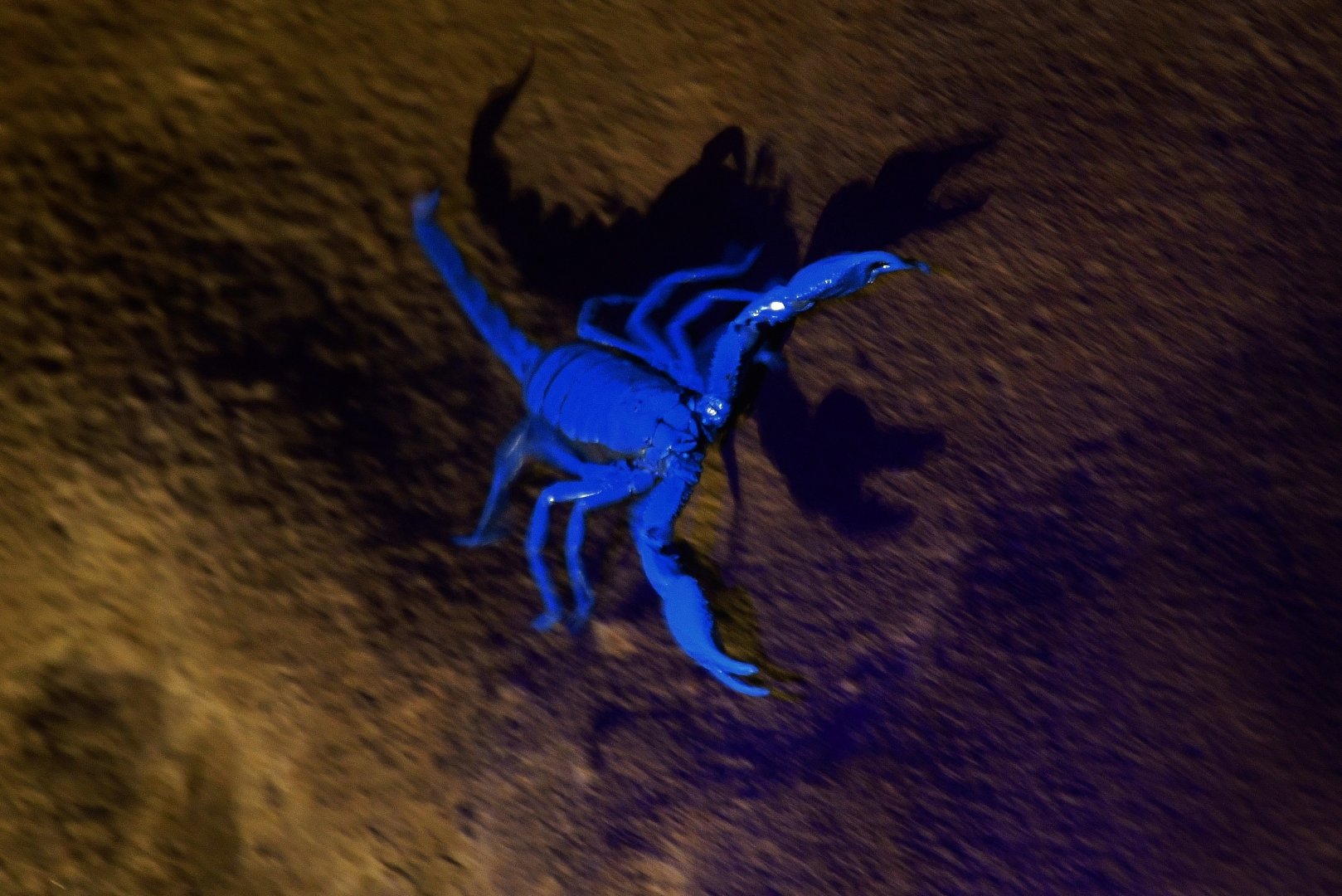 Rainforest Wild Asia - Asian Forest Scorpion (Heterometrus sp)