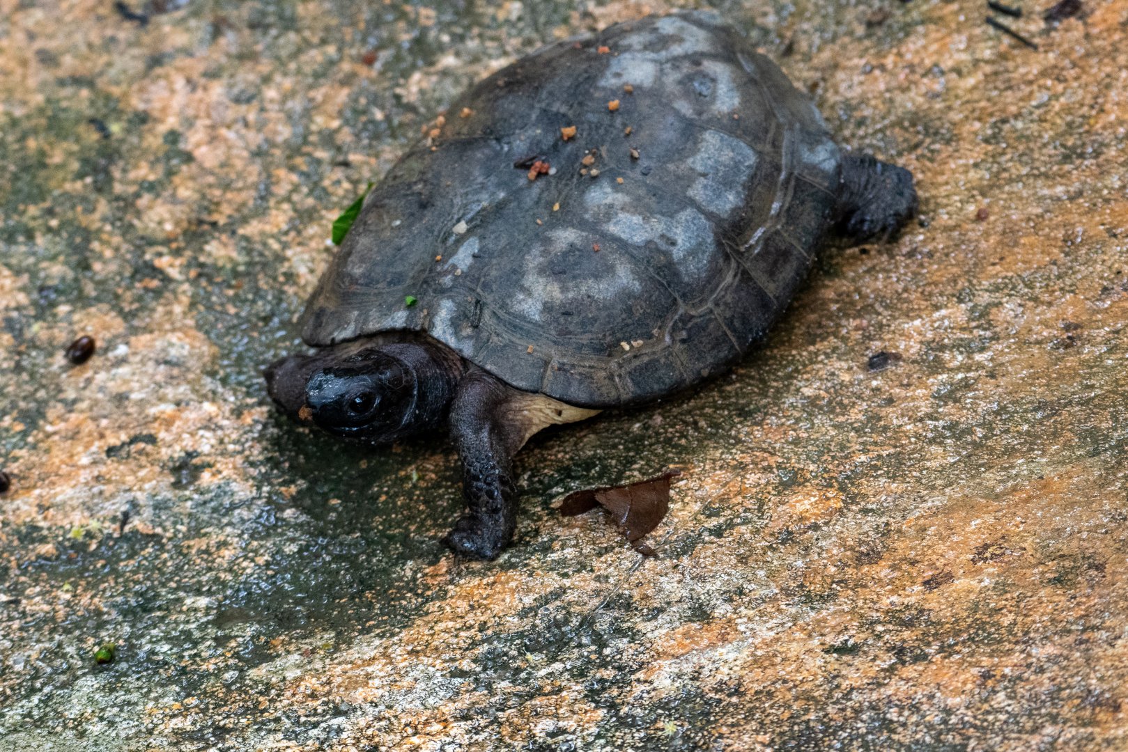Rainforest Wild Asia- Asian Leaf Turtle (Cylemys dentata)