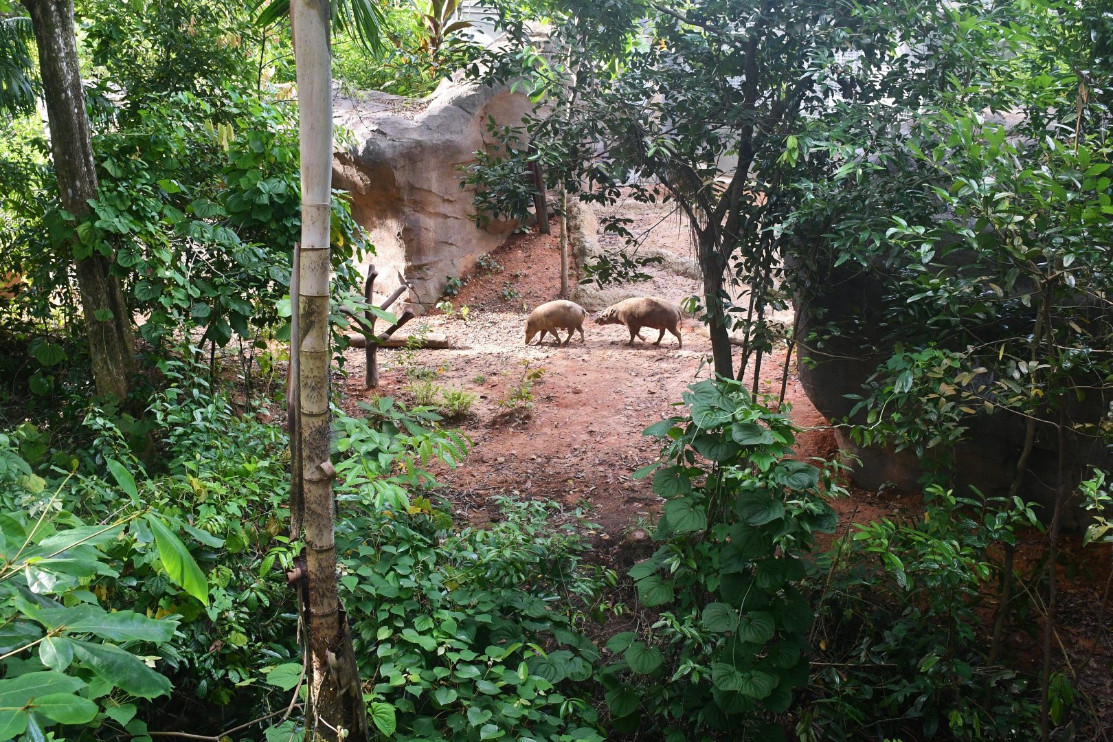 Rainforest Wild Asia - Babirusa in Flexible Habitat