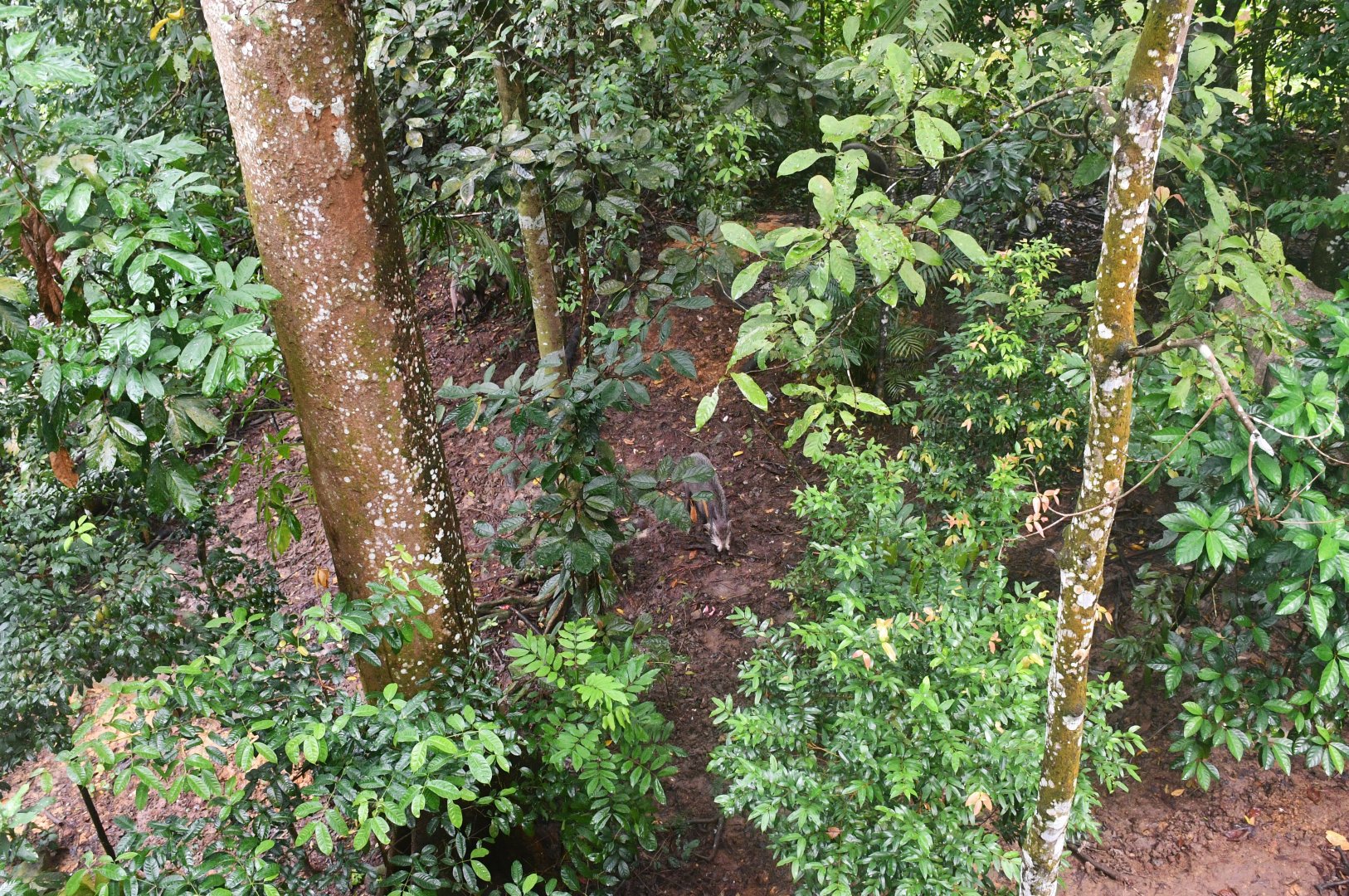 Rainforest Wild Asia - Bearded Pig in Flexible Habitat