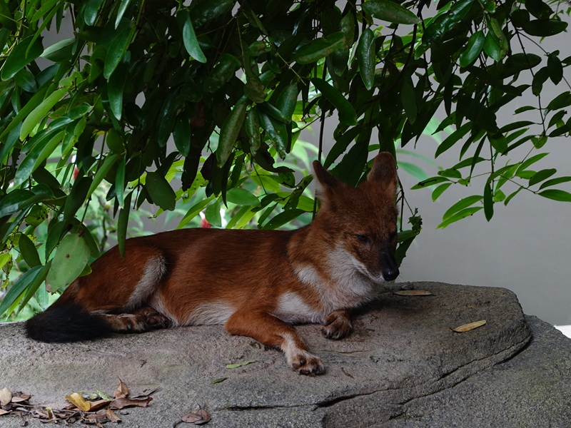 Rainforest Wild Asia: Dhole (Cuon alpinus)