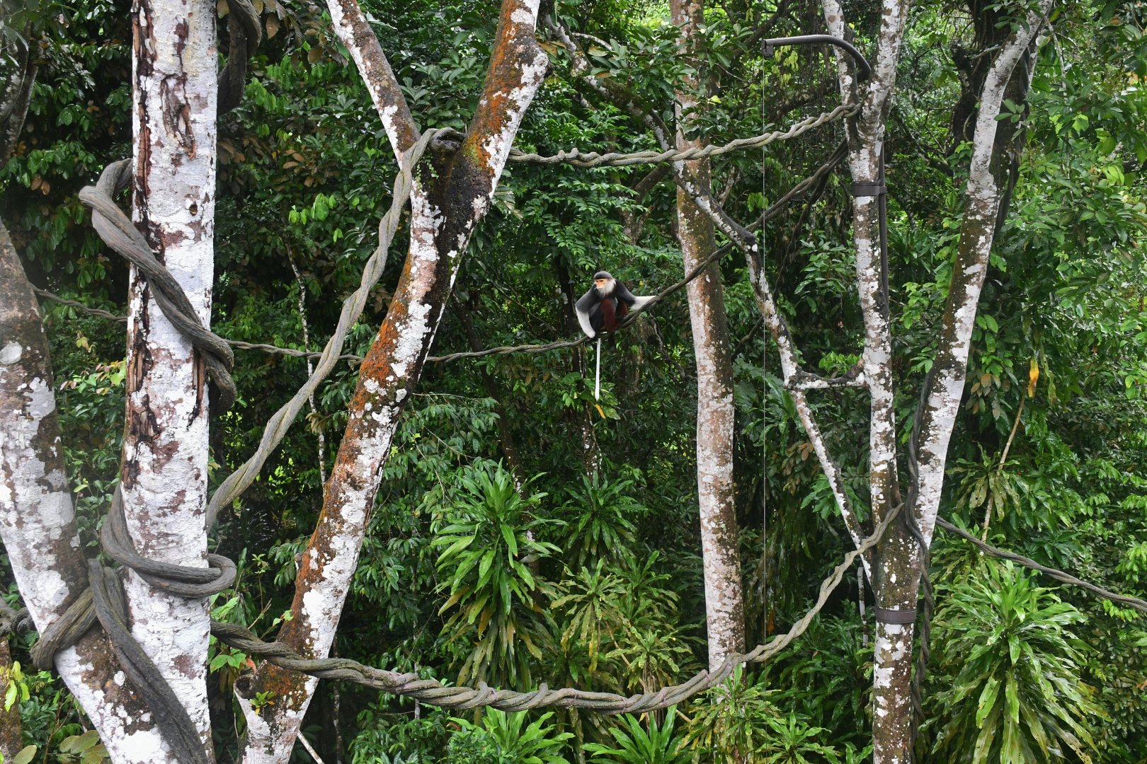 Rainforest Wild Asia - Douc Langur in the Canopy zone