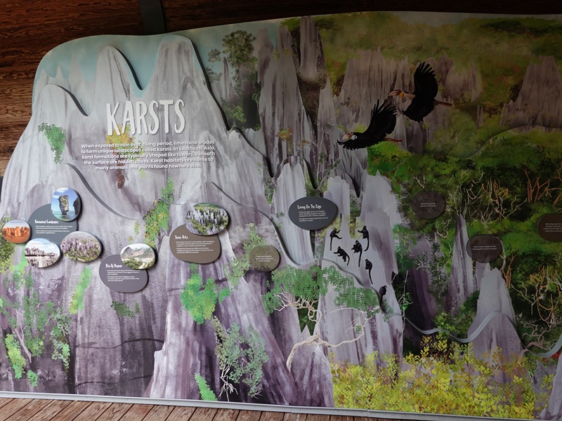 Rainforest Wild Asia : Educational Display