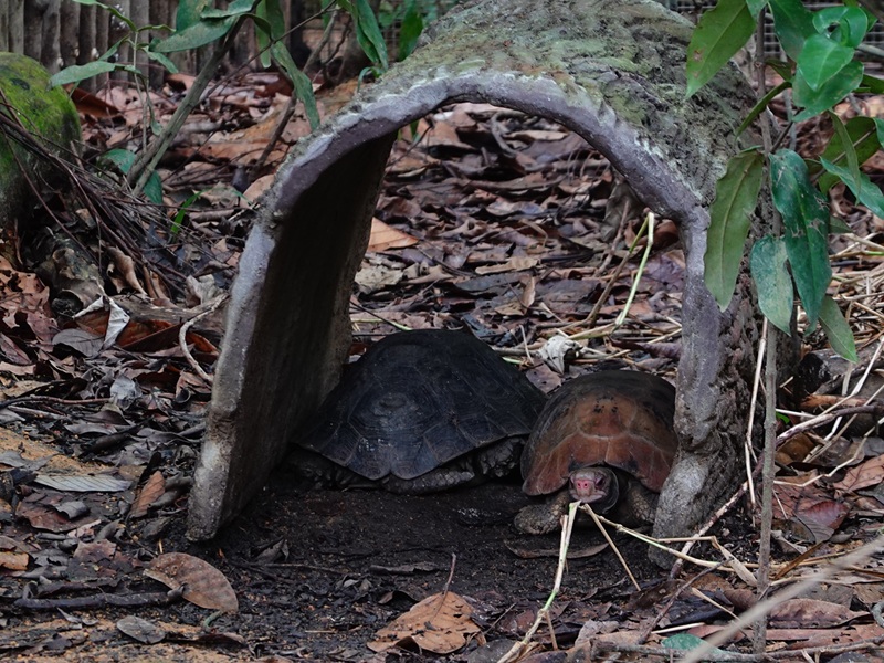 Rainforest Wild Asia: Elongated tortoise (Indotestudo elongata)