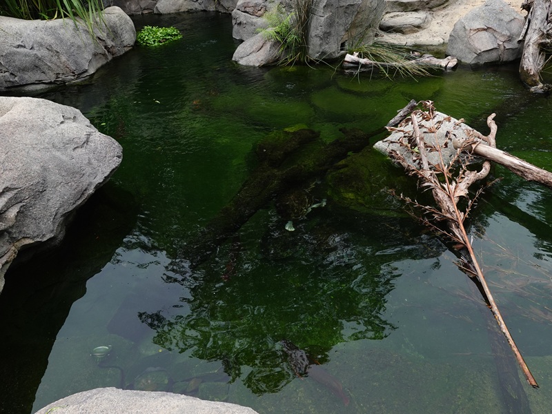 Rainforest Wild Asia : Entrance Gorge - terrapin and arowana enclosure