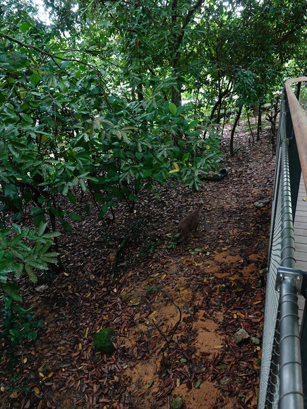 Rainforest Wild Asia: Forest floor - deer enclosure